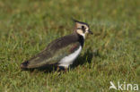 Kievit (Vanellus vanellus)