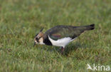 Kievit (Vanellus vanellus)