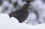 Merel (Turdus merula)