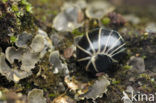 Oproller (Glomeris marginata)