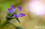 Rode schijnspurrie (Spergularia rubra)