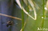 Schaatsenrijder (Gerris lacustris)