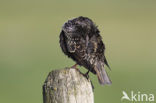 Spreeuw (Sturnus vulgaris)