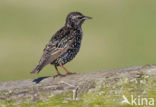 Spreeuw (Sturnus vulgaris)