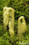 Stofzaad (Monotropa hypopitys) 