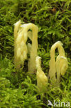 Stofzaad (Monotropa hypopitys) 