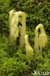 Stofzaad (Monotropa hypopitys) 