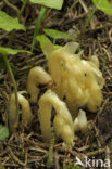 Stofzaad (Monotropa hypopitys) 