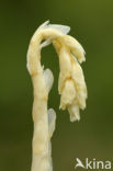 Stofzaad (Monotropa hypopitys) 