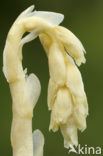 Stofzaad (Monotropa hypopitys) 