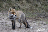 Vos (Vulpes vulpes)