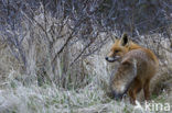 Vos (Vulpes vulpes)