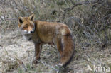 Vos (Vulpes vulpes)