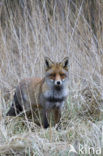 Vos (Vulpes vulpes)