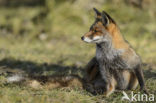 Vos (Vulpes vulpes)