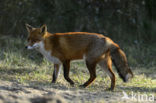 Vos (Vulpes vulpes)