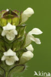 Witte brunel (Prunella laciniata)