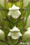 Witte brunel (Prunella laciniata)