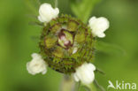 Witte brunel (Prunella laciniata)