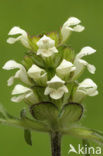 Witte brunel (Prunella laciniata)