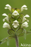 Witte brunel (Prunella laciniata)