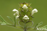 Witte brunel (Prunella laciniata)