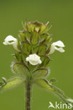 Witte brunel (Prunella laciniata)