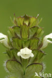 Witte brunel (Prunella laciniata)