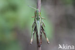 Zoemertje (Stenobothrus lineatus) 