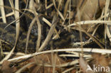 Adder (Vipera berus) 