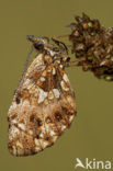 Akkerparelmoervlinder (Boloria dia)