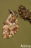 Akkerparelmoervlinder (Boloria dia)