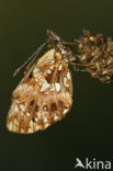 Akkerparelmoervlinder (Boloria dia)