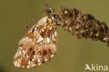 Akkerparelmoervlinder (Boloria dia)