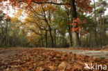 Amerikaanse eik (Quercus rubra)