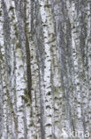 Berk (Betula)