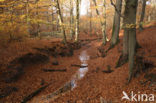 Beuk (Fagus sylvatica)