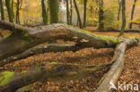 Beuk (Fagus sylvatica)