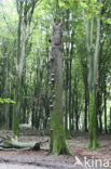 Beech (Fagus sylvatica)