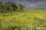 Biebrza National Park