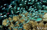 Blauwgroene juffer (Chromis viridis)