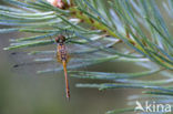 Bloedrode heidelibel (Sympetrum sanguineum)