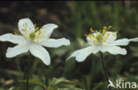 Bosanemoon (Anemone nemorosa)