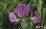 Boslathyrus (Lathyrus sylvestris)