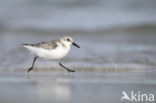 Drieteenstrandloper (Calidris alba)