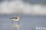 Drieteenstrandloper (Calidris alba)