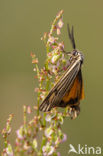 Geel grasbeertje (Spiris striata)