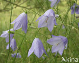 Grasklokje (Campanula rotundifolia)