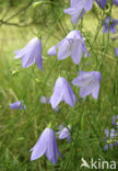 Grasklokje (Campanula rotundifolia)