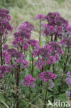 Hemelsleutel (Sedum telephium)